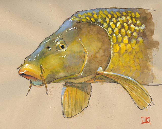 Carp Golden Bone by Jeff Kennedy