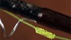 How to Tie a Blood Knot