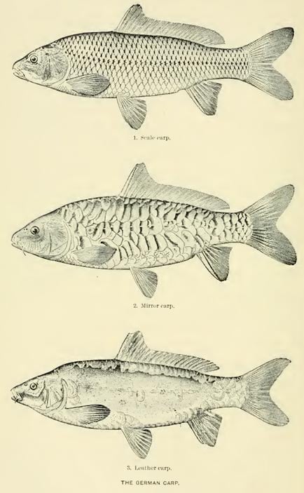 Carp Fishing History