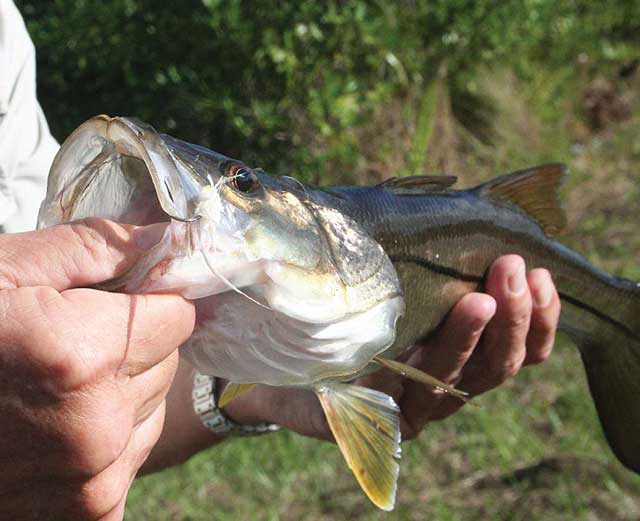 Snook Squid Fly Fishing