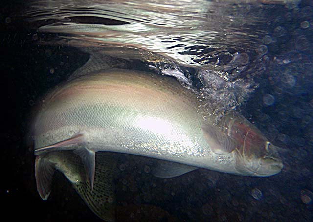 Spey Flies