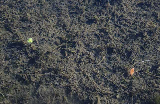 Fly Fishing with Indicators