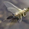 Why an Emerger Is Almost Always a Better Bet Than an Adult