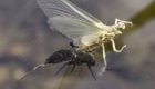 Why an Emerger Is Almost Always a Better Bet Than an Adult