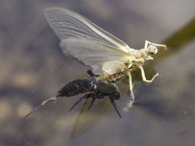 fly fishing emergers