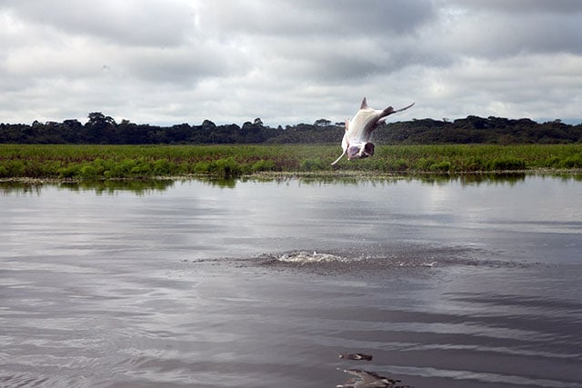 Fly Fishing Costa Rica Tarpon