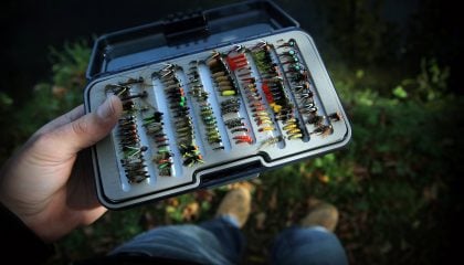 Fish Eyesight: Does Color Matter?