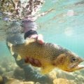 Tippets: School of Trout 2019, Winter Flies for the Northeast