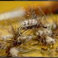 "An Emerger By Any Other Name"