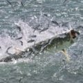 Understanding Fish Digestion and Feeding Behavior