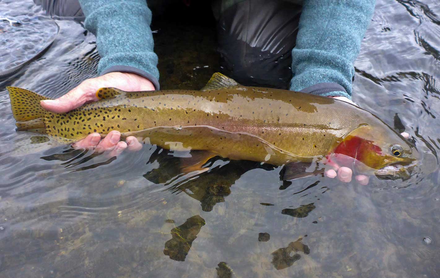 Fly Fishing for Trout