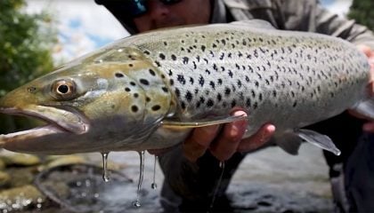 Fly Fishing New Zealand's Tongariro River