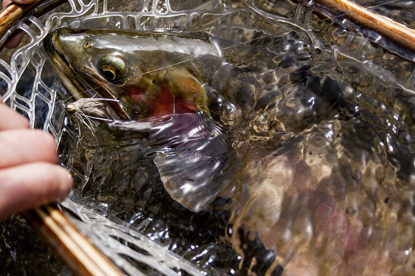Fly Fishing Yellowstone