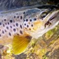 Photos: The Fish Are the Heroes