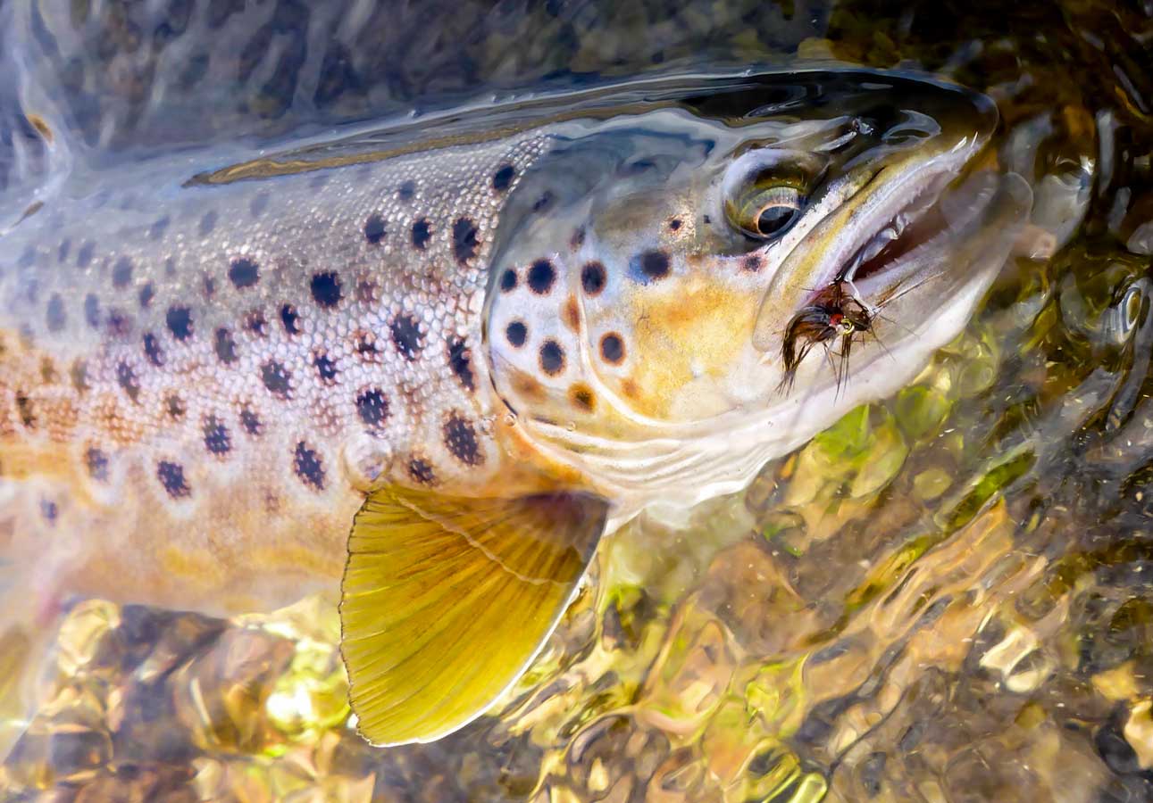 Fly Fishing Photography