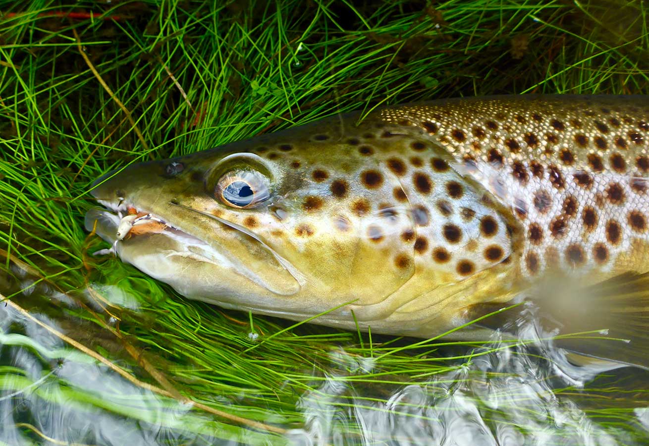 Fly Fishing Yellowstone