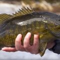 Advanced Bass Fly Fishing