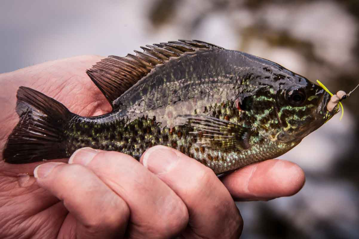 Fly Fishing for Panfish