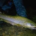 Scientific Anglers Releases Amplitude Line with Glow-In-the-Dark Tip