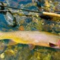 Yellowstone Cutts, 18 Years Later