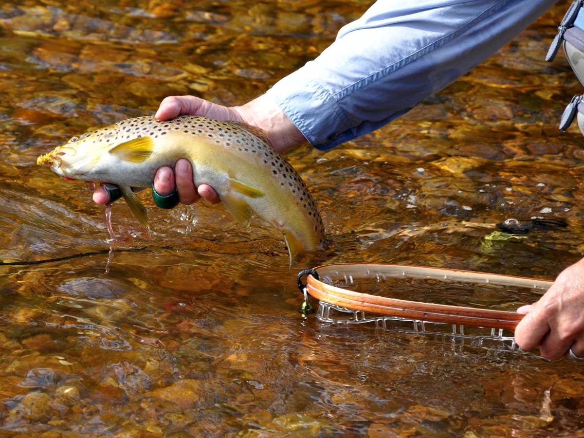 Stocked Trout