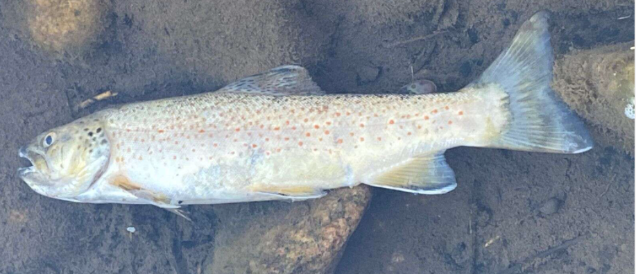 dead fish