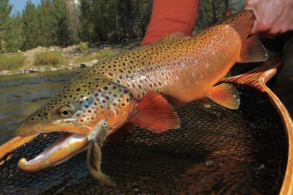 trophy brown trout