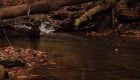 "Autumn Splendor - Native Brook Trout on the Fly Rod (Central NY)"