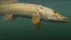 "Dream Fly Fishing for River Pike"