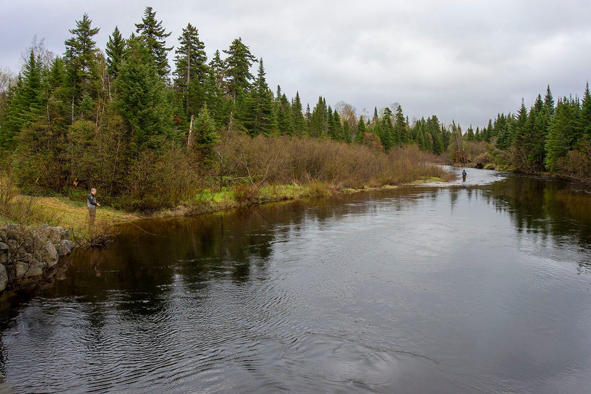 maine brook trout