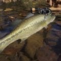 Choosing a Bass Rod Rotation