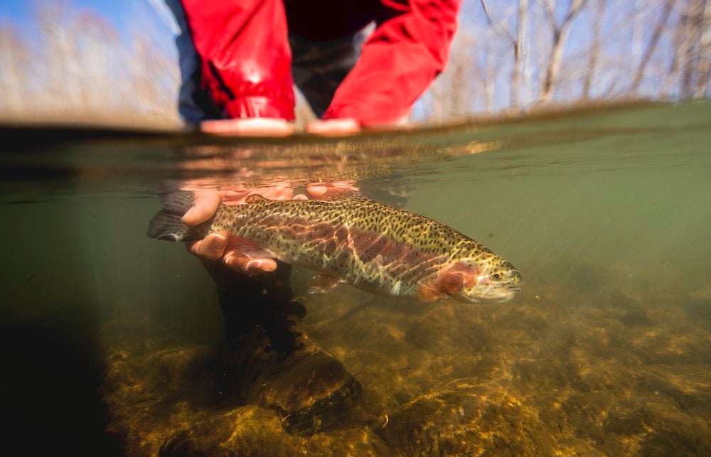 Fly Fishing