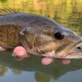 Summer Smallmouth Rod Roundup