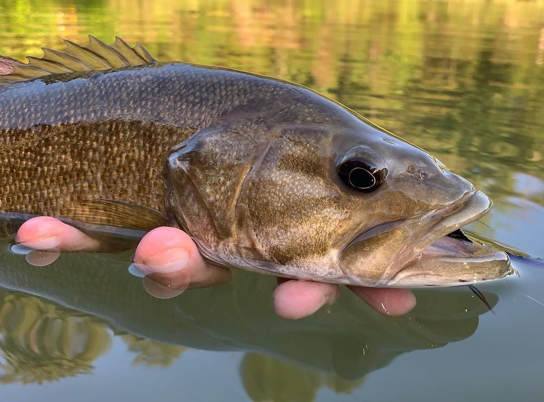 smallmouth bass