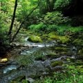 Holistic Stream Restoration: A New Approach