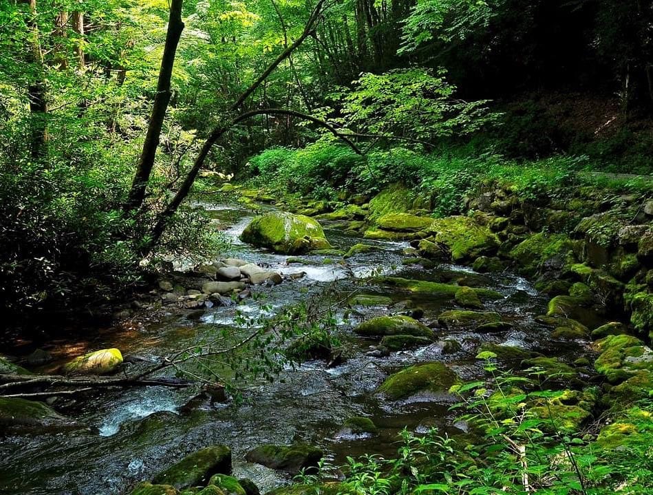 A tumbling creek surrounded by green vegetation