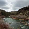 How Well Does AI Know Fly Fishing?