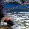 Washington’s Heavy-Water Rainbows