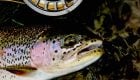 Just Around the Corner: Early Season Dry Fly Fishing in Montana