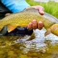 The Fonz on Fly Fishing