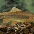 Apache Trout in Arizona