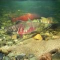 Warming Arctic Opens New Salmon Habitat
