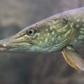 Early Season Pike Tips