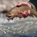 Fly Fishing Strengthens Relationship With Wildlife