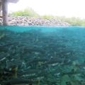 Why Hatchery Salmon and Steelhead Are Dangerous