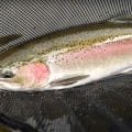 Good News for Winter Steelhead Season in the Pacific Northwest