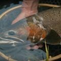 Video: The Incredible Story of Utah's Giant Trout