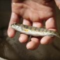 Video: Take Action to Help Save Lahontan Cutthroat Trout