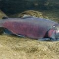 Coho Salmon Returning to California's Mendocino County