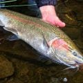 5 Tips for Catching Spring-Run Great Lakes Steelhead on the Swing